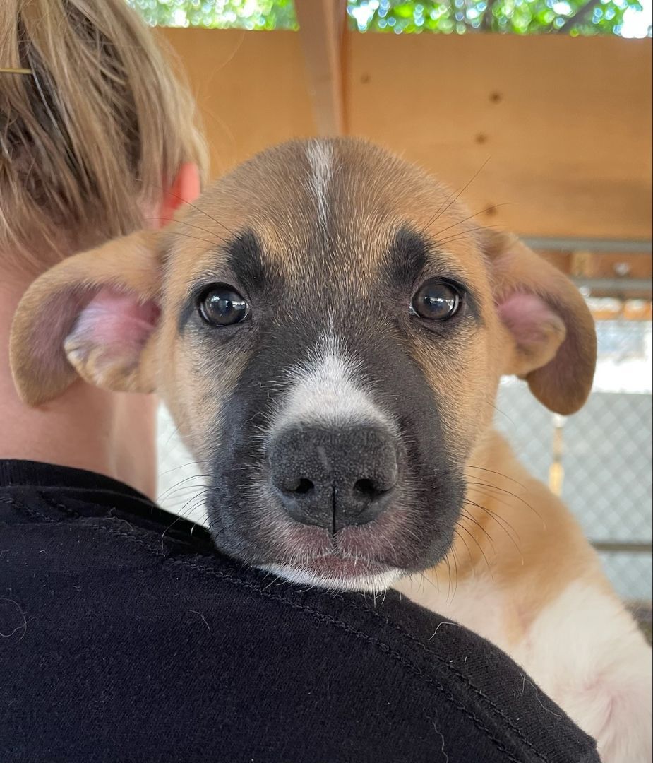 Dog For Adoption - Misty, A German Shepherd Dog Mix In San Diego, Ca 