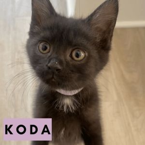 Koda