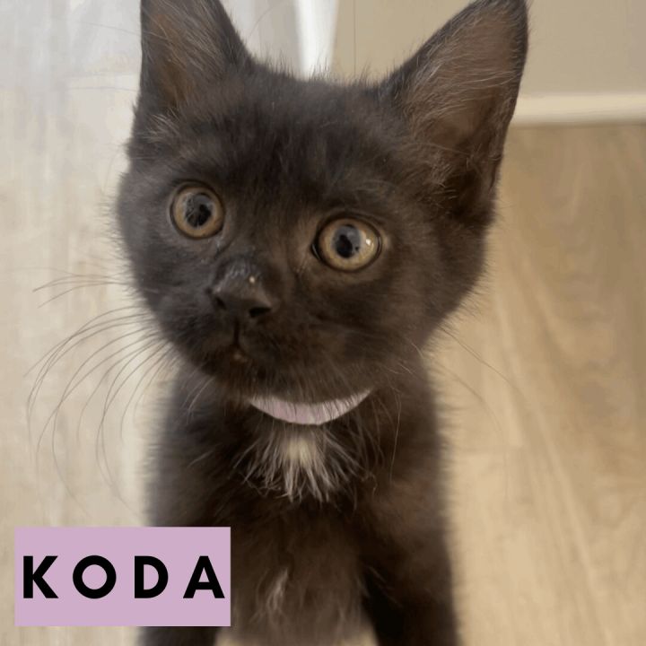 Koda, an adopted Domestic Short Hair in Cincinnati, OH_image-1