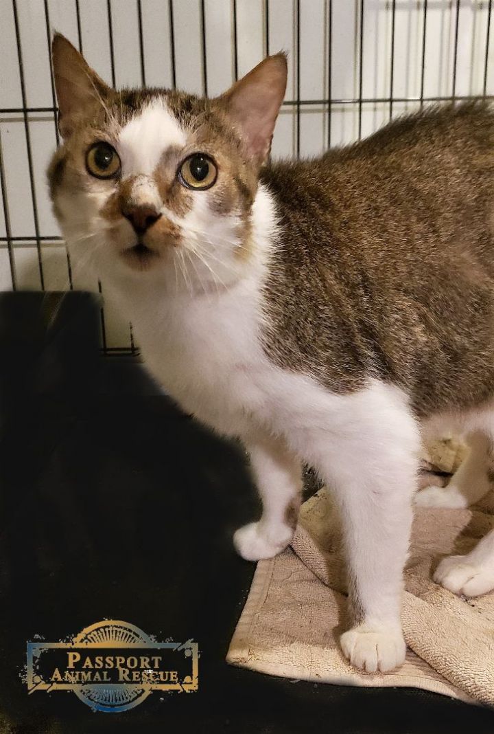 Cat for adoption Simon, a Domestic Short Hair in Nottingham, MD