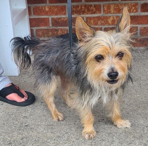 Corky, an adopted Yorkshire Terrier Mix in Lenoir, NC_image-2