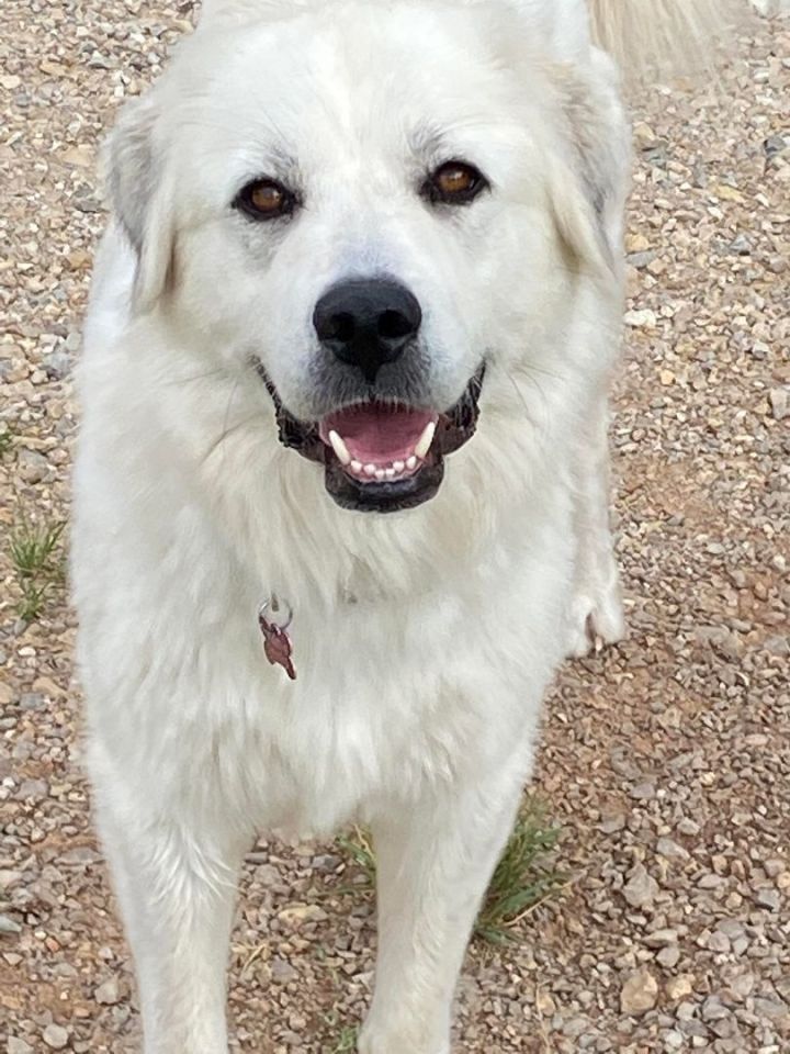 Tequila , an adopted Great Pyrenees in Kiowa, OK_image-3