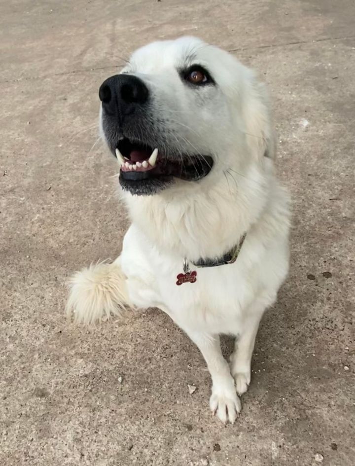 Tequila , an adopted Great Pyrenees in Kiowa, OK_image-6