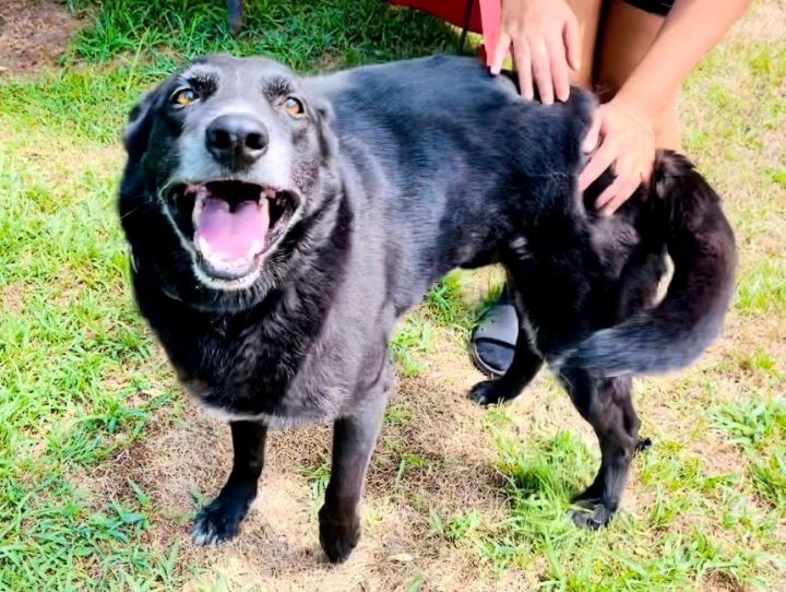 Blackie, an adoptable Labrador Retriever in Bethel, CT_image-2