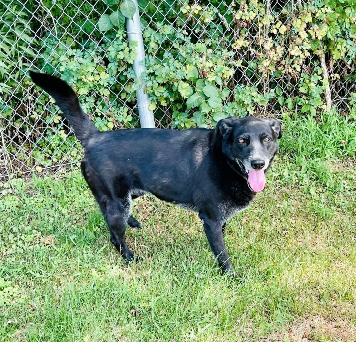 Blackie, an adoptable Labrador Retriever in Bethel, CT_image-4