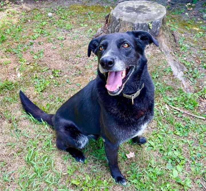 Blackie, an adoptable Labrador Retriever in Bethel, CT_image-5