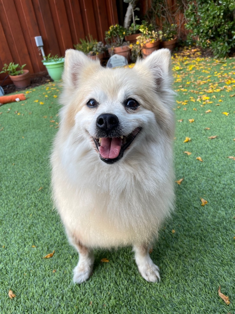 Boday, an adoptable Pomeranian in Beverly Hills, CA, 90212 | Photo Image 1