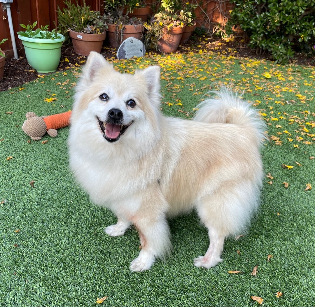 Boday, an adoptable Pomeranian in Beverly Hills, CA, 90212 | Photo Image 2