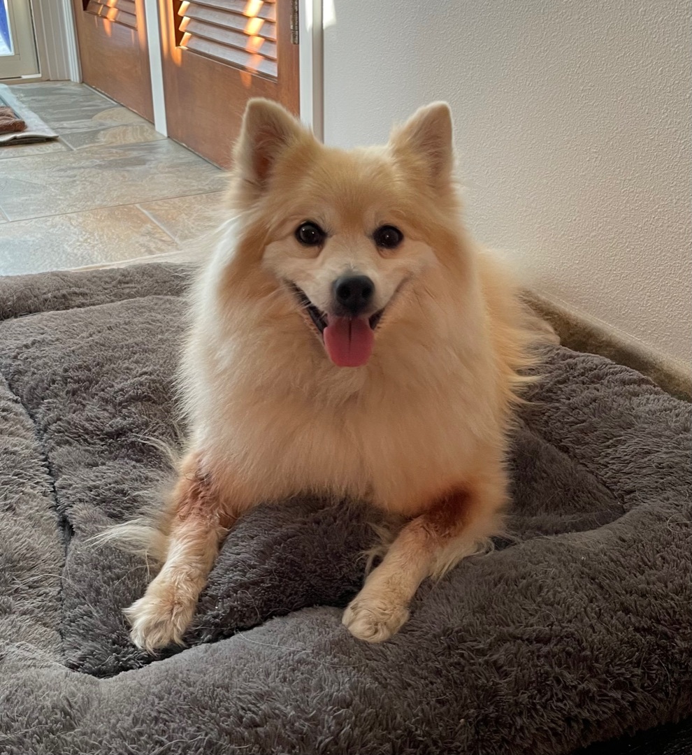 Boday, an adoptable Pomeranian in Beverly Hills, CA, 90212 | Photo Image 3