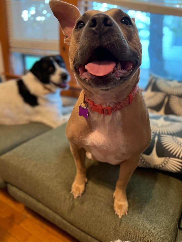 Arwen, an adopted American Staffordshire Terrier Mix in Manhattan, KS_image-4