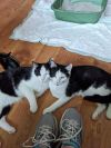 Domino and Dexter
