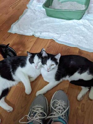 Domino and Dexter