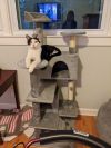 Domino and Dexter