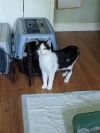 Domino and Dexter