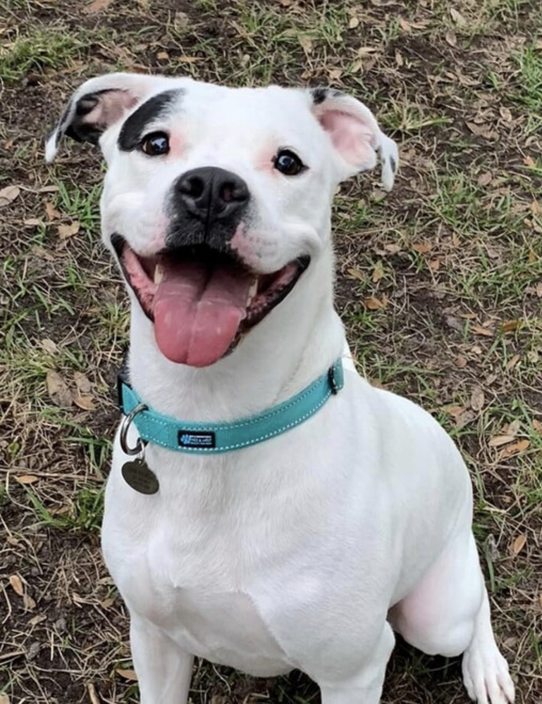 Rizzo, an adoptable American Bulldog, Pit Bull Terrier in Orlando, FL, 32807 | Photo Image 1