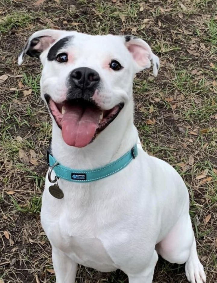 American bulldog blue nose sales pit mix