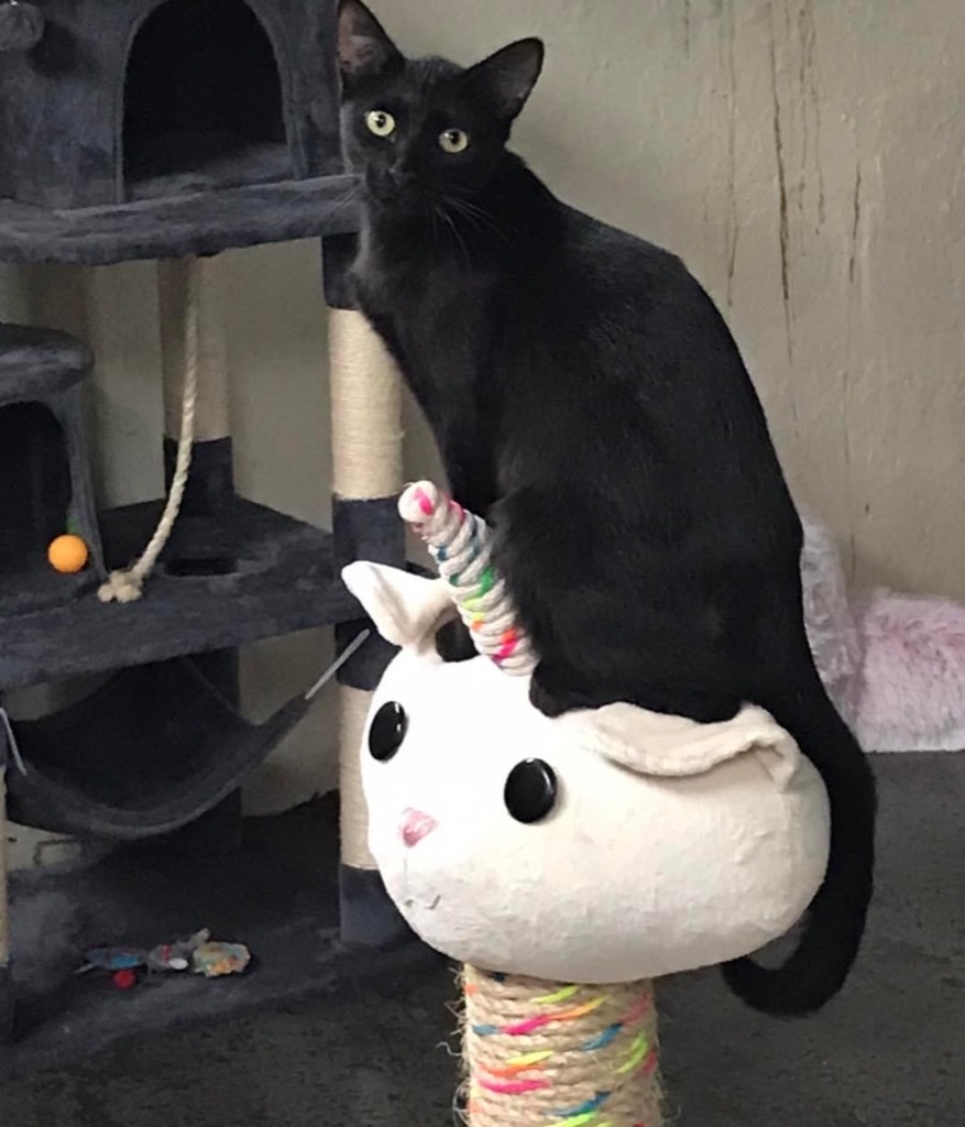 Miss Peacock, an adoptable Domestic Short Hair in Hoover , AL, 35226 | Photo Image 1