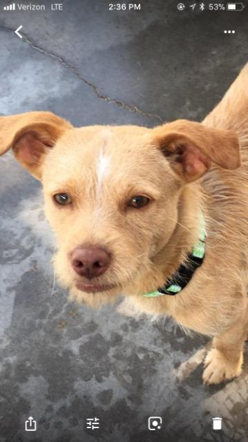 Gizmo, an adoptable Boston Terrier Mix in Fulton, TX_image-1