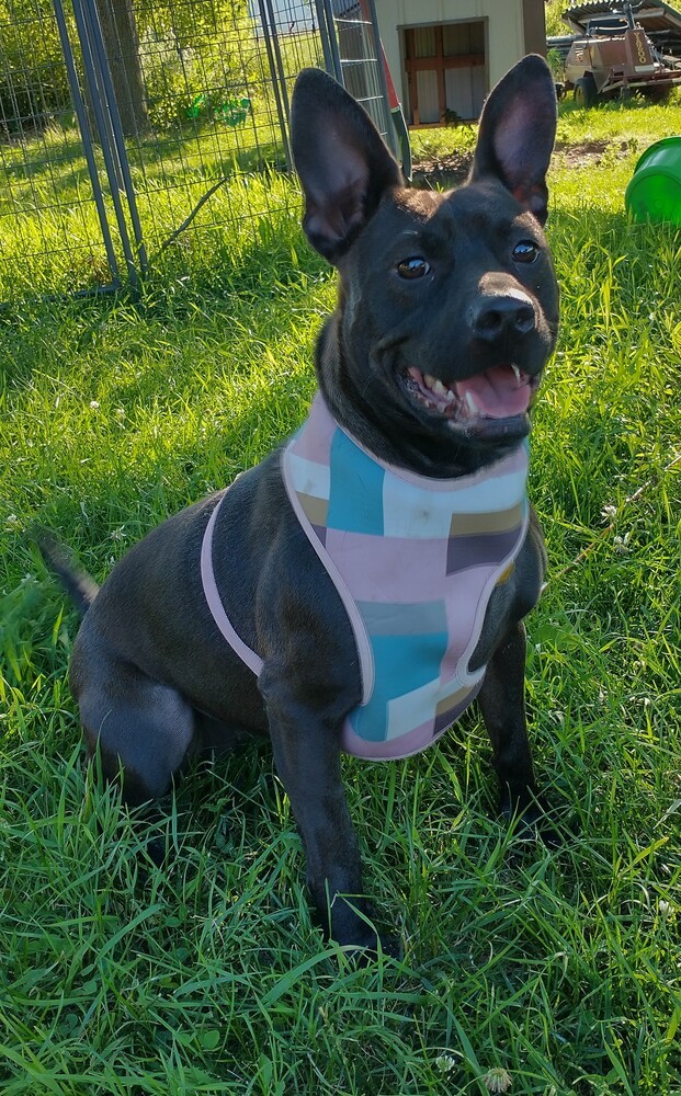 Sadie, an adoptable Australian Kelpie, Terrier in Abrams, WI, 54101 | Photo Image 1