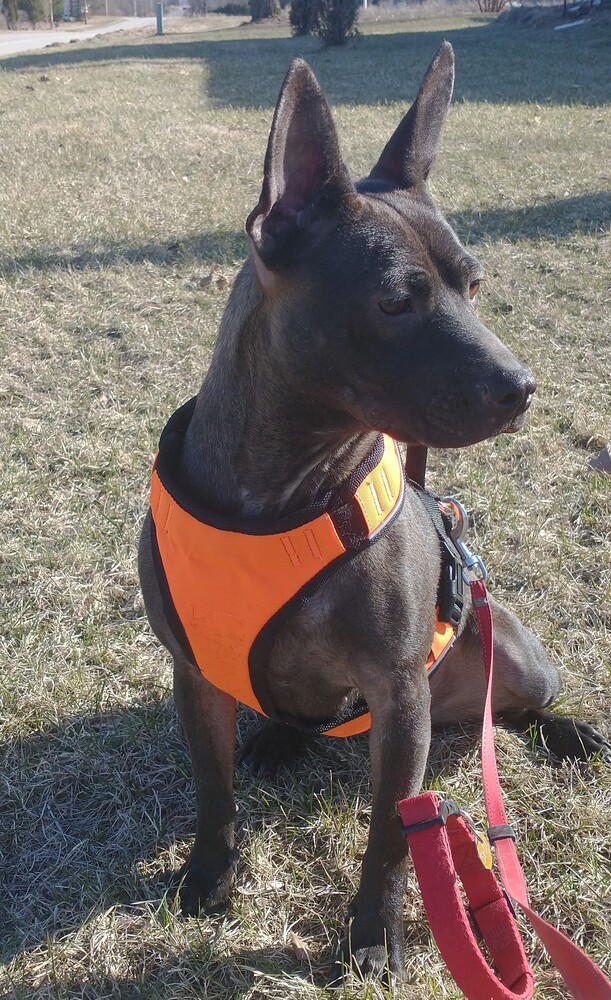 Sadie, an adoptable Australian Kelpie, Terrier in Abrams, WI, 54101 | Photo Image 2