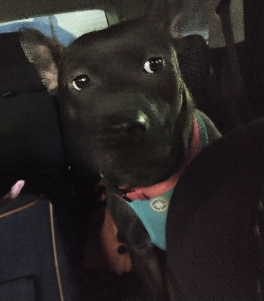 Sadie, an adoptable Australian Kelpie, Terrier in Abrams, WI, 54101 | Photo Image 4