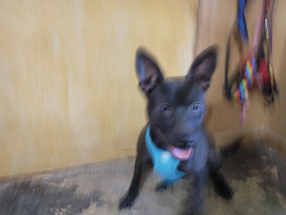Sadie, an adoptable Australian Kelpie, Terrier in Abrams, WI, 54101 | Photo Image 5