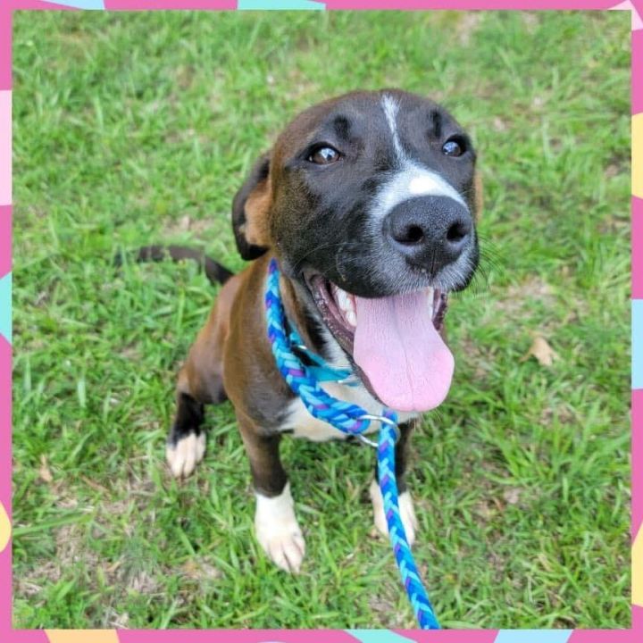 Zoey, an adoptable Boxer & Hound Mix in Highlands, NJ_image-3
