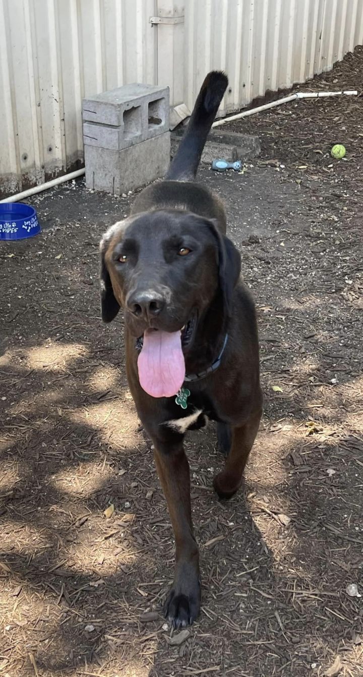 Dog for adoption - Levi, a Chocolate Labrador Retriever Mix in Houston, TX  | Petfinder