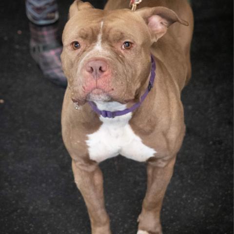 Nala Jean, an adoptable American Bulldog in Irwin, PA, 15642 | Photo Image 1