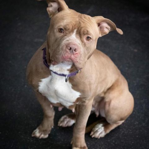 Nala Jean, an adoptable American Bulldog in Irwin, PA, 15642 | Photo Image 2