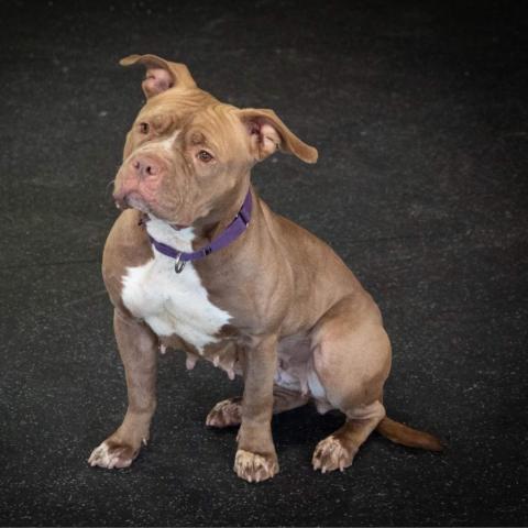 Nala Jean, an adoptable American Bulldog in Irwin, PA, 15642 | Photo Image 4