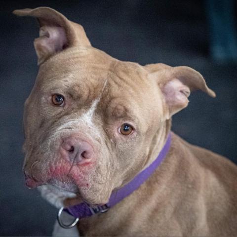 Nala Jean, an adoptable American Bulldog in Irwin, PA, 15642 | Photo Image 6