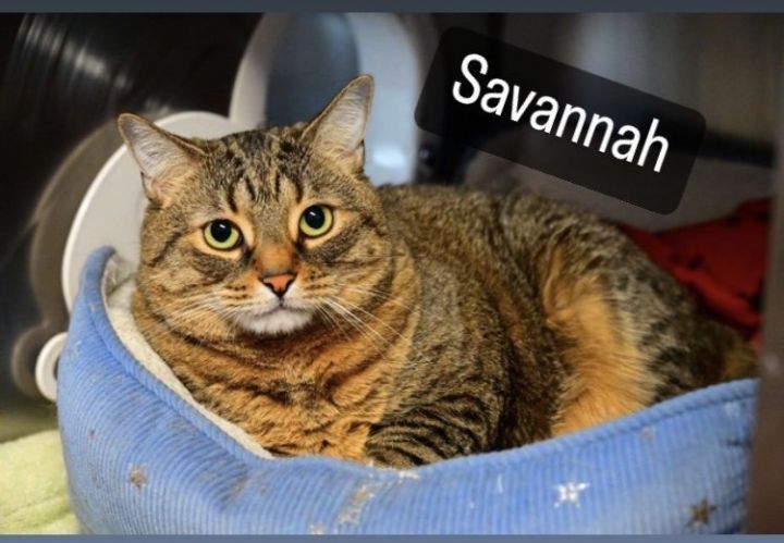 Savannah, an adoptable Domestic Short Hair Mix in Bridgewater, NJ_image-1