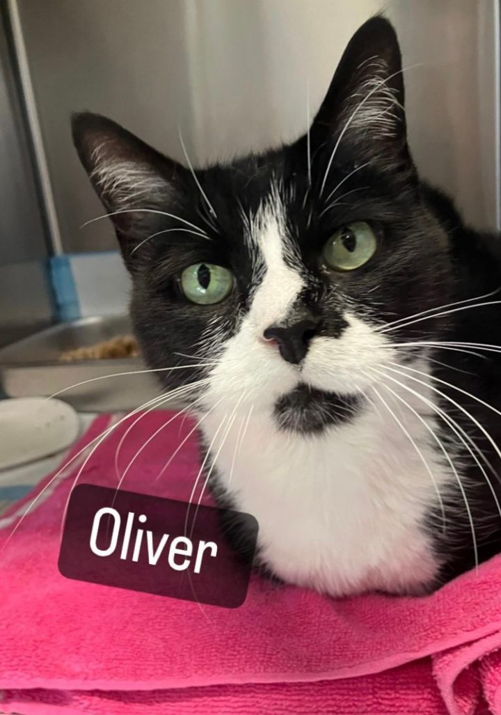 Oliver, an adoptable Domestic Short Hair Mix in Bridgewater, NJ_image-1