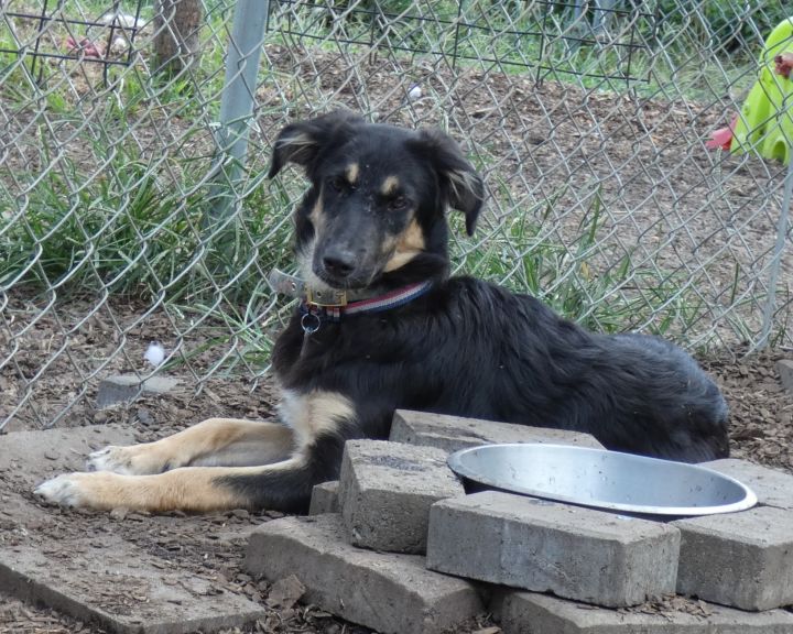 Shiv, an adopted German Shepherd Dog Mix in Bloomingdale, NJ_image-1