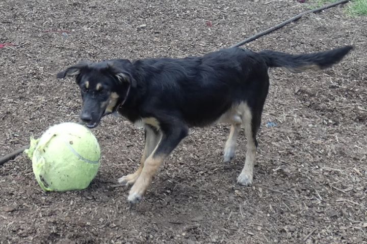Shiv, an adopted German Shepherd Dog Mix in Bloomingdale, NJ_image-4