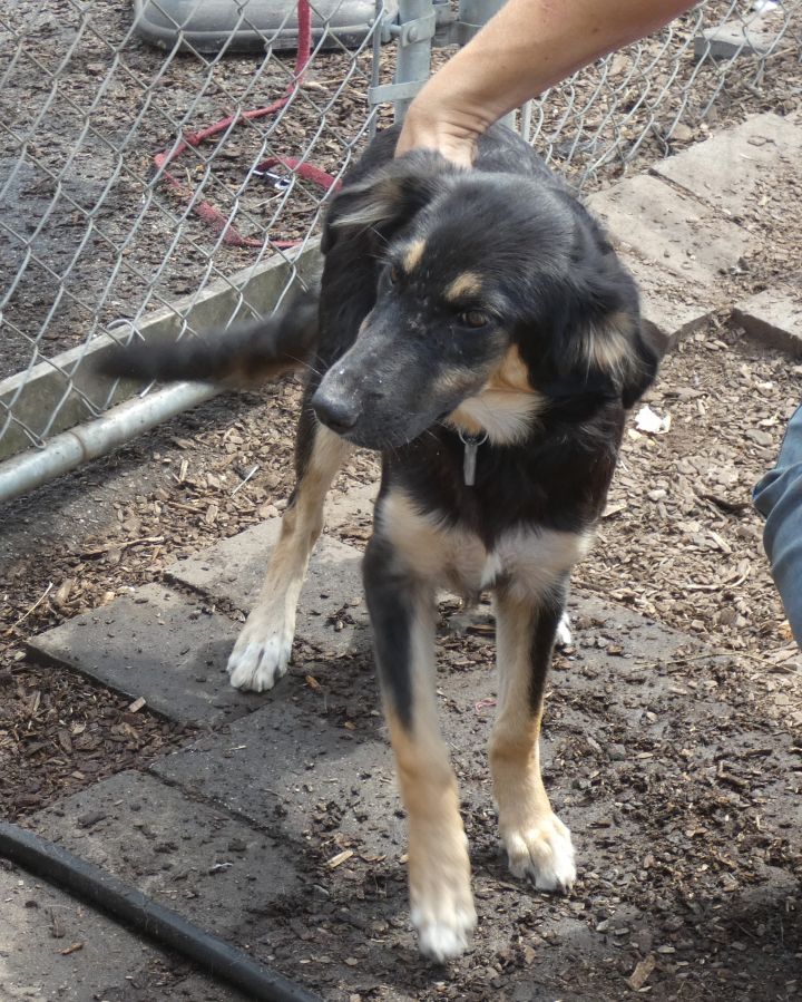 Shiv, an adopted German Shepherd Dog Mix in Bloomingdale, NJ_image-5