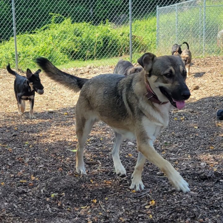 Molly, an adopted German Shepherd Dog Mix in Bloomingdale, NJ_image-6