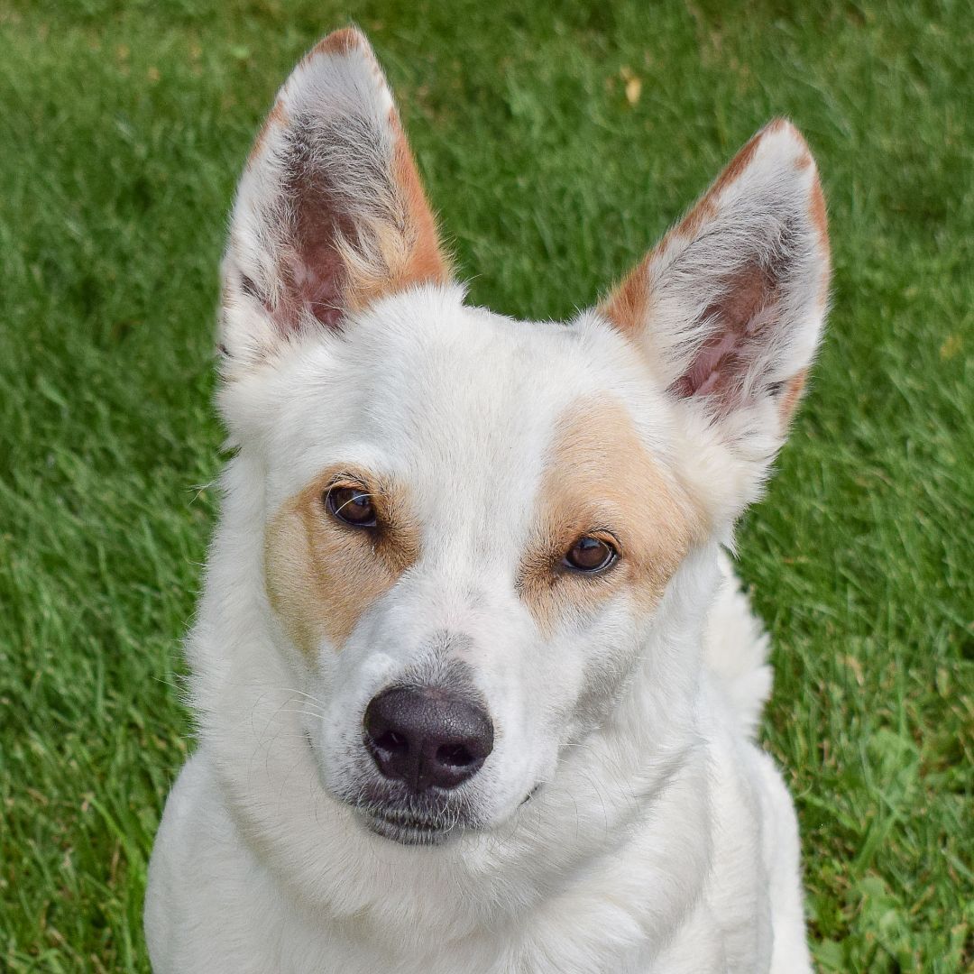 Ivory, an adoptable Cattle Dog in Huntley, IL, 60142 | Photo Image 1
