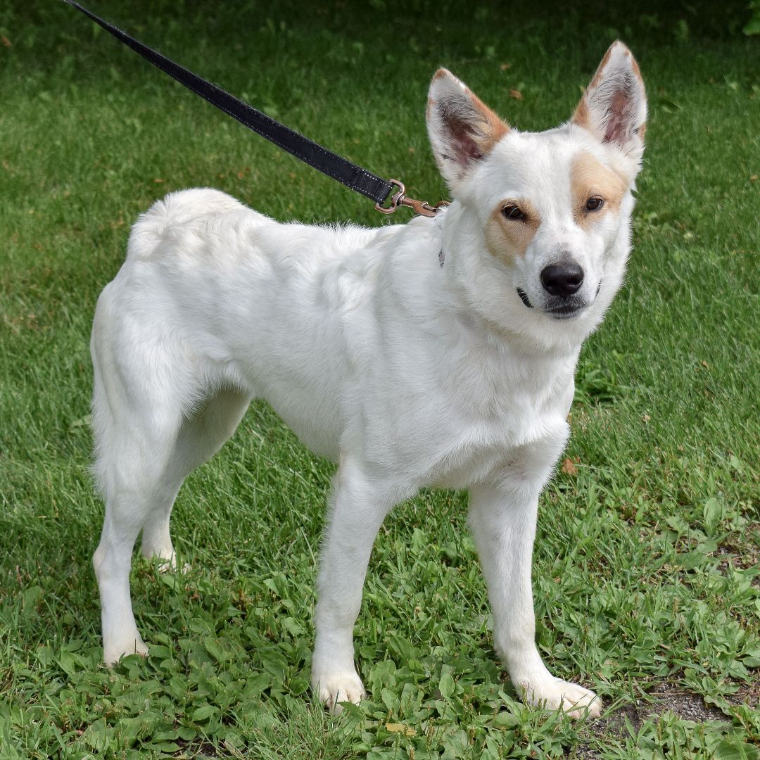 Ivory, an adoptable Cattle Dog in Huntley, IL, 60142 | Photo Image 2