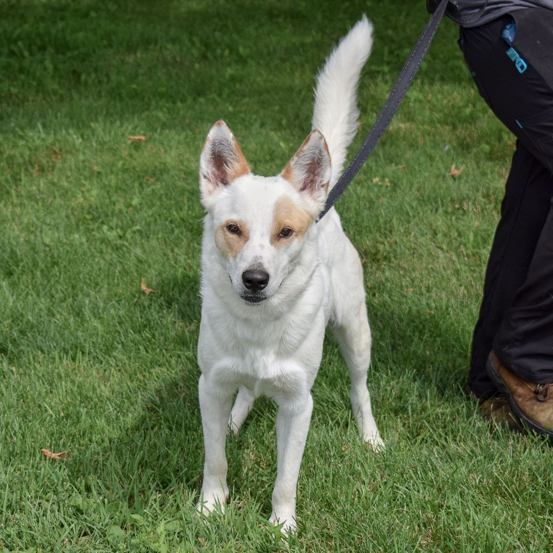 Ivory, an adoptable Cattle Dog in Huntley, IL, 60142 | Photo Image 3