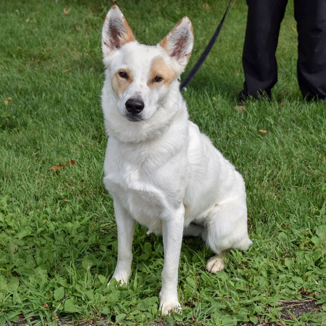 Ivory, an adoptable Cattle Dog in Huntley, IL, 60142 | Photo Image 4