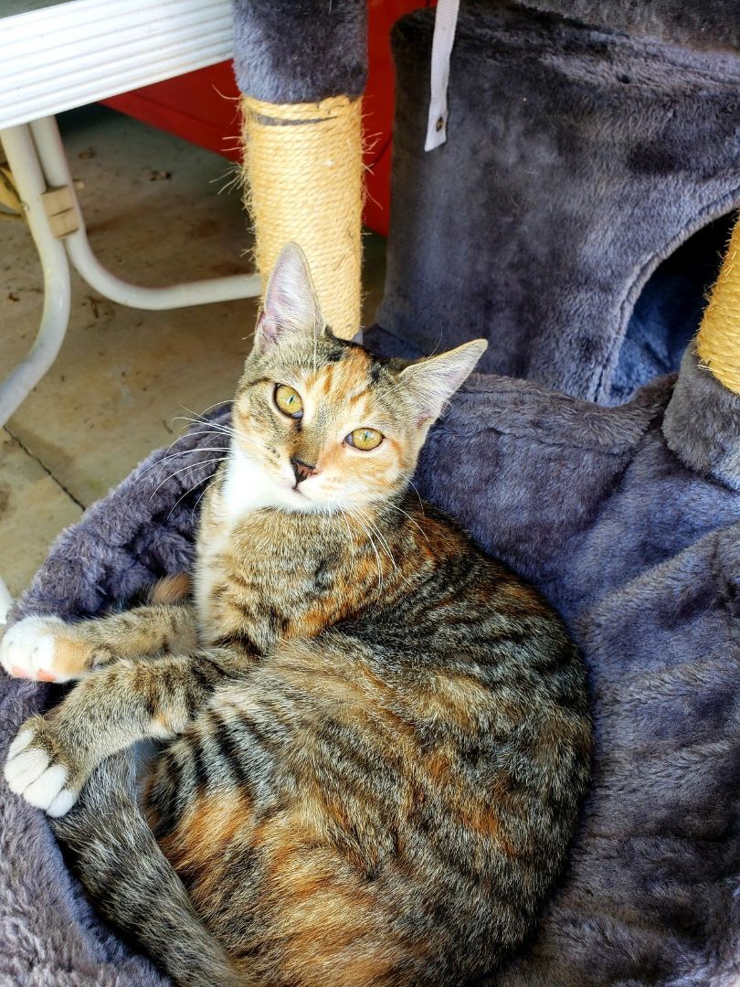 Frito, an adoptable American Shorthair, Tabby in Erwin, TN, 37650 | Photo Image 4