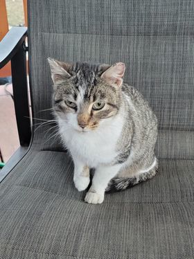 Athena, an adoptable Domestic Short Hair in Austin, MN, 55912 | Photo Image 1