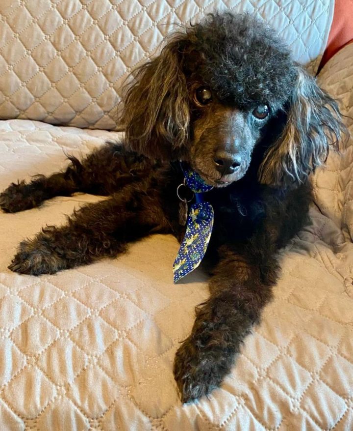 Mini poodle for 2024 adoption near me