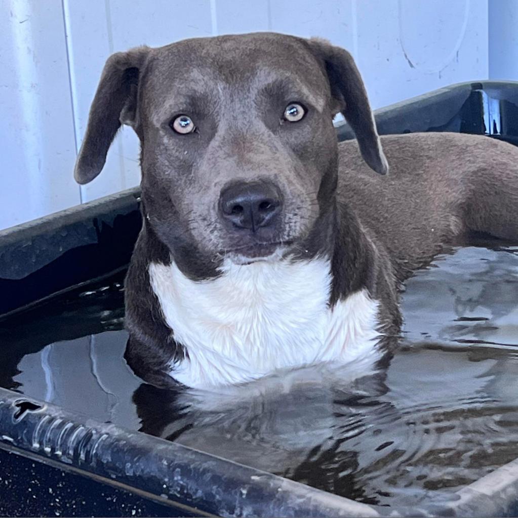 Asta KR, an adoptable Blue Lacy in Austin, TX, 78701 | Photo Image 3