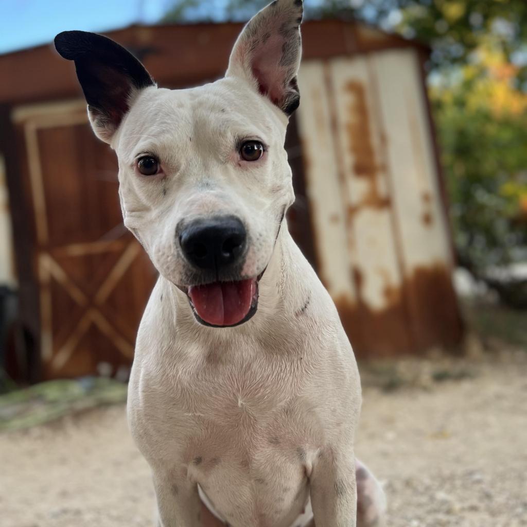 Kinsley KR, an adoptable Pit Bull Terrier in Austin, TX, 78701 | Photo Image 5