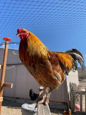 Roosters , Adult Male Chicken
