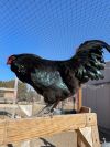 Roosters  photo 2