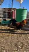 Roosters  photo 3